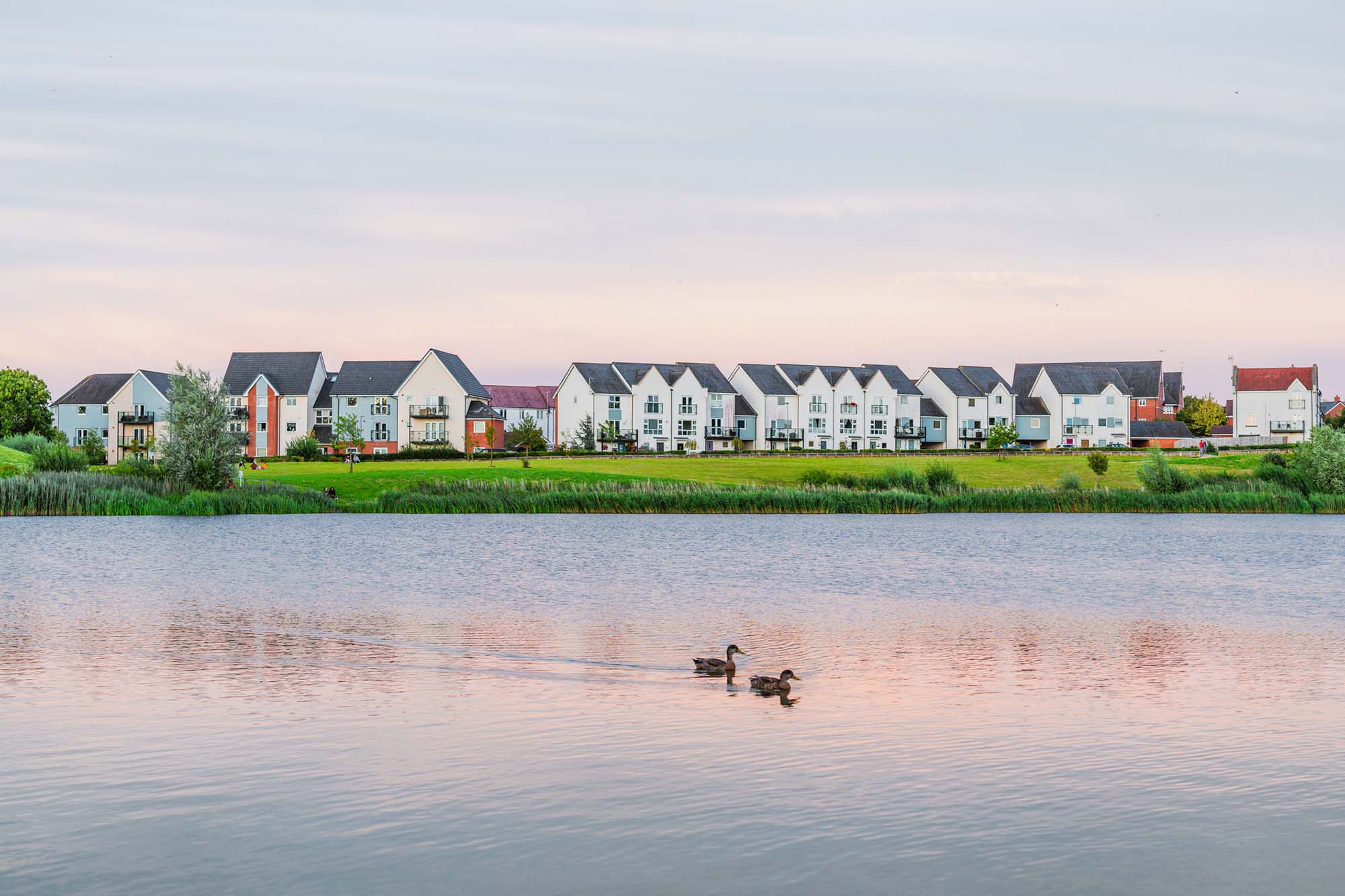 Two ducks on a lake with modern houses in the background.