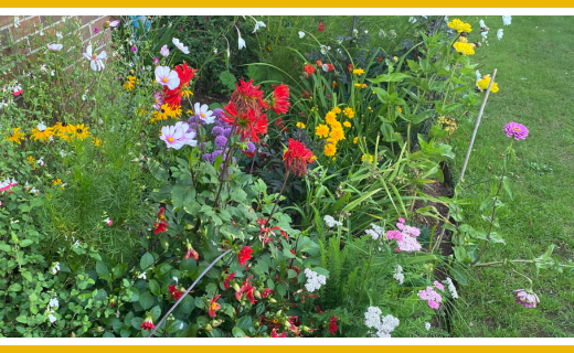 Vibrant community garden with colorful flowers.