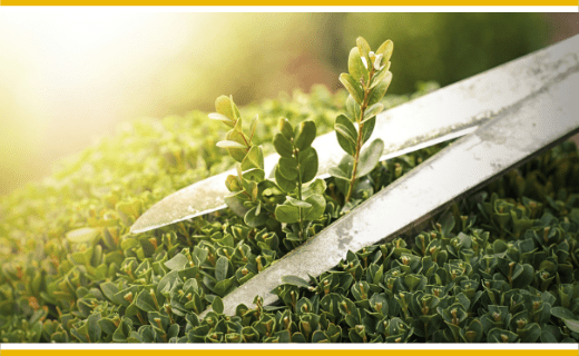 Hedge shears trimming a green bush.